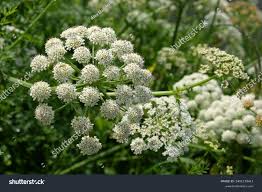 Attēlu rezultāti vaicājumam “Sium latifolium leaf”