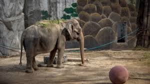 Image result for sad elephant
