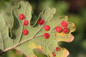 Attēlu rezultāti vaicājumam “Neuroterus quercusbaccarum”