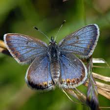 Attēlu rezultāti vaicājumam “Plebejus argus female”