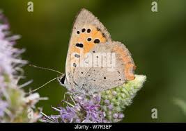 Attēlu rezultāti vaicājumam “Lycaena phlaeas underside”