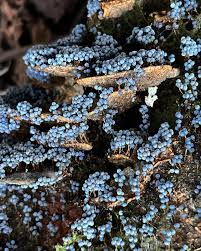 Attēlu rezultāti vaicājumam “Physarum virescens young”