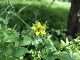Attēlu rezultāti vaicājumam “Geum urbanum flower”