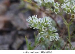Attēlu rezultāti vaicājumam “Scleranthus perennis flower”