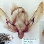 Attēlu rezultāti vaicājumam “Agrotis ripae”