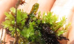 Attēlu rezultāti vaicājumam “Bryum neodamense”