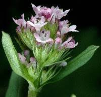 Attēlu rezultāti vaicājumam “Valerianaceae”