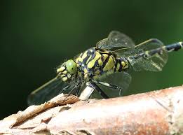 Attēlu rezultāti vaicājumam “Onychogomphus forcipatus”