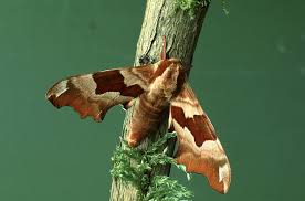 Attēlu rezultāti vaicājumam “Mimas tiliae”