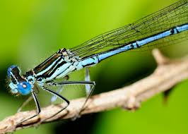 Attēlu rezultāti vaicājumam “Platycnemis pennipes”