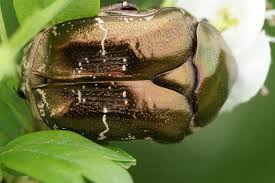 Attēlu rezultāti vaicājumam “Potosia cuprea”