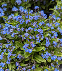 Attēlu rezultāti vaicājumam “Myosotis sylvatica”