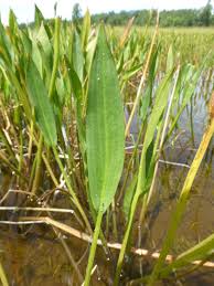 Attēlu rezultāti vaicājumam “Alisma lanceolatum”