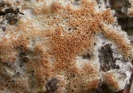 Attēlu rezultāti vaicājumam “Oxyporus corticola”