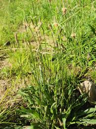Attēlu rezultāti vaicājumam “Plantago lanceolata”