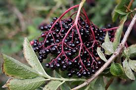 Attēlu rezultāti vaicājumam “Sambucus nigra fruit”