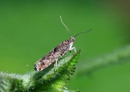 Attēlu rezultāti vaicājumam “Epinotia immundana”