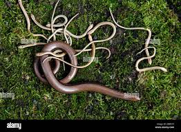 Attēlu rezultāti vaicājumam “Anguis fragilis adult”