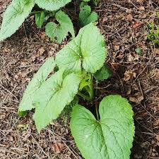 Attēlu rezultāti vaicājumam “Lunaria annua leaf”