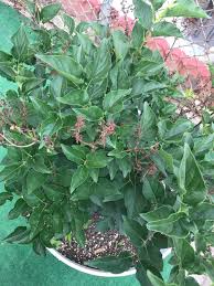 Attēlu rezultāti vaicājumam “Syringa reticulata subsp. amurensis”