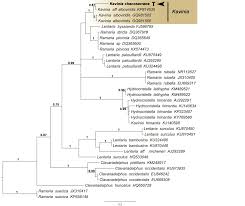 Attēlu rezultāti vaicājumam “Hydnocristella himantia”