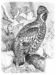 Attēlu rezultāti vaicājumam “Tetrastes bonasia”