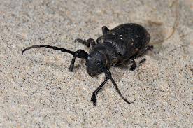 Attēlu rezultāti vaicājumam “Lamia textor”