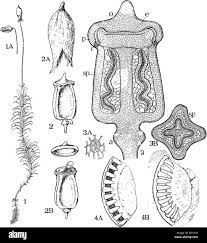 Attēlu rezultāti vaicājumam “Bryales”
