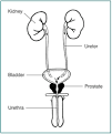 Prostate Enlargement: Benign Prostatic Hyperplasia - National ...