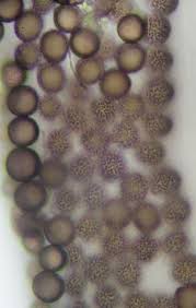 Attēlu rezultāti vaicājumam “Diderma rufostriatum”