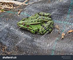 Attēlu rezultāti vaicājumam “Pelophylax adult”