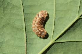Attēlu rezultāti vaicājumam “Favonius quercus underside”