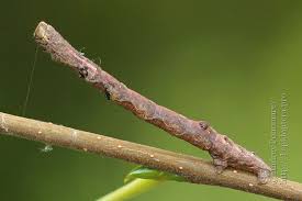 Attēlu rezultāti vaicājumam “Plagodis pulveraria”