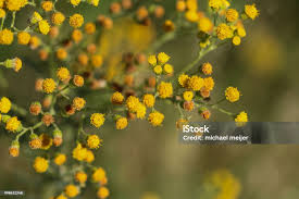 Attēlu rezultāti vaicājumam “Jacobaea vulgaris flower”