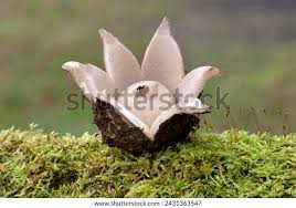 Attēlu rezultāti vaicājumam “Geastrum”