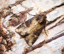 Attēlu rezultāti vaicājumam “Celaena leucostigma”