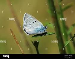 Attēlu rezultāti vaicājumam “Cyaniris semiargus female”