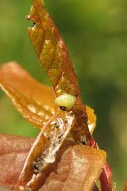 Attēlu rezultāti vaicājumam “Argyresthia spinosella”