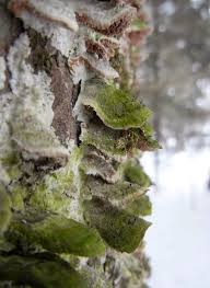 Attēlu rezultāti vaicājumam “Chaenotheca brunneola”