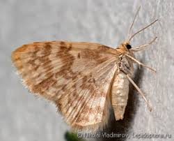 Attēlu rezultāti vaicājumam “Hydrelia flammeolaria”