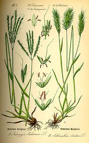 Attēlu rezultāti vaicājumam “Anthoxanthum odoratum”