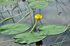 Attēlu rezultāti vaicājumam “Nuphar lutea leaf”