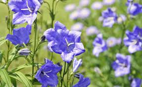 Image result for Glockenblumen