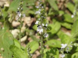 Attēlu rezultāti vaicājumam “Veronica officinalis leaf”