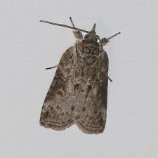 Attēlu rezultāti vaicājumam “Nycteola sp.”