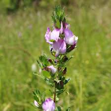 Attēlu rezultāti vaicājumam “Ononis arvensis flower”