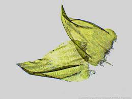 Attēlu rezultāti vaicājumam “Calliergonella lindbergii”