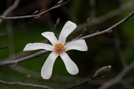 Attēlu rezultāti vaicājumam “Magnolia kobus flower”