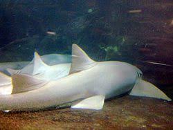 Image result for Nebrius ferrugineus