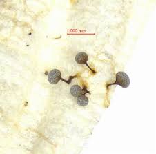 Attēlu rezultāti vaicājumam “Physarum bitectum sessile”